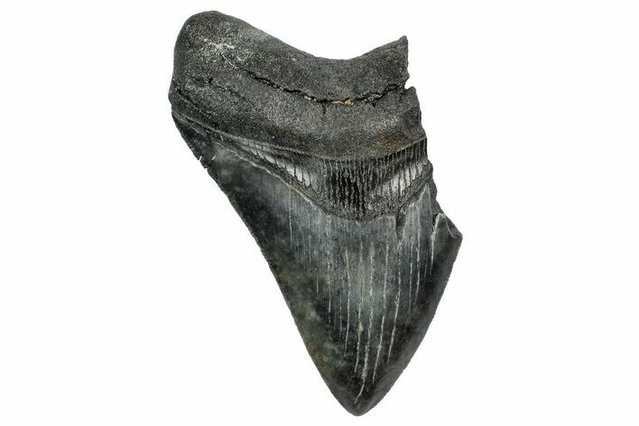 Partial Megalodon Tooth - Serrated Blade #332265